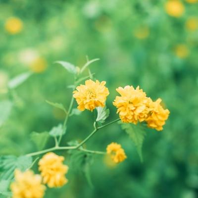 仙萌外传内购破解版下载